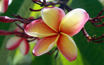 Plumeria , Exquisite beauty, quality, Detailed ry HD wallpaper