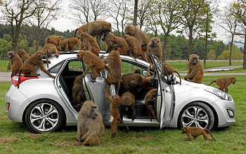 Baboon , , Cool animal shots, Wildlife beauty HD wallpaper