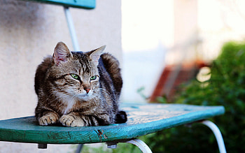 Animals, Cat, Striped, Is Sitting, Sits HD wallpaper