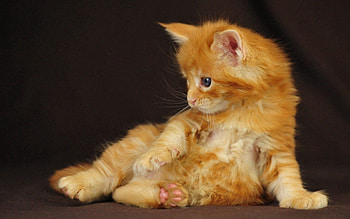 Animals, Light, Kitty, Kitten, Striped, Light Coloured, Kid, Tot HD wallpaper