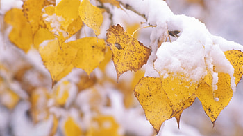 Plants, Autumn, Leaves HD wallpaper