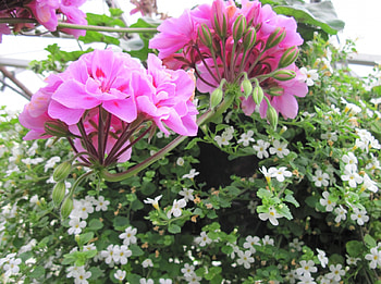 Fabulous greenhouse 25, graphy, green, Flowers, garden, Pink HD wallpaper