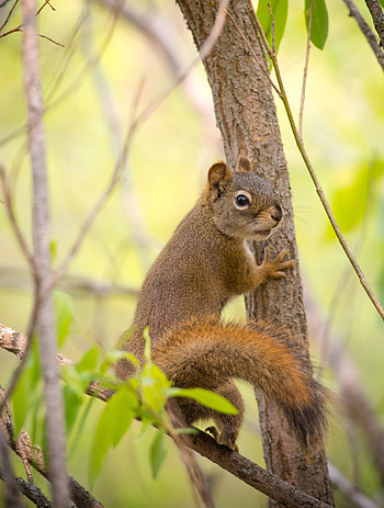Animals, Squirrel, Nice, Sweetheart, Tail, Rodent HD phone wallpaper