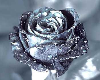 Metallica rose, delecate, rose, pretty, metallic, nature, flowers, lovely, nice HD wallpaper