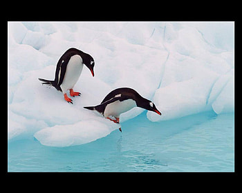 penguins, swim, white, black, ice HD wallpaper