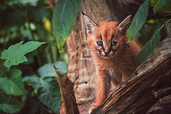 Animal graphy, Cute caracal cub, Adorable kitten, Breathtaking view HD wallpaper