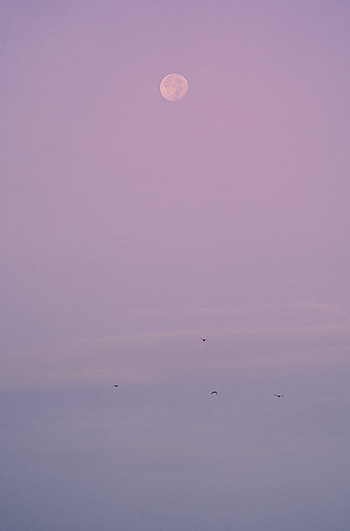 Nature, Birds, Moon, Violet, Evening, Purple HD phone wallpaper