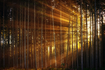 Sunbeams, through forest, trees, nature HD wallpaper