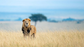 Maasai Mara Game Reserve, Kenya safari, Wildlife paradise, Natural beauty HD wallpaper