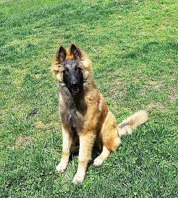 Shumaker Hills, Belgian Tervuren, Our girls, Show quality HD phone wallpaper