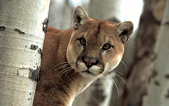 Animals, Trees, Puma, Muzzle, Peek Out, Look Out HD wallpaper