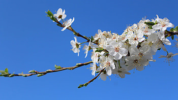 Plants, Flowers HD wallpaper