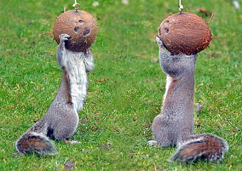 Coconut heads, animal, grass, coconut, veverita, max ellis, green, fruit, couple, funny, squirrel HD wallpaper