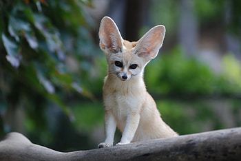 Fennec Fox, Tree fox , Cute fox with big ears, Fenech fox HD wallpaper