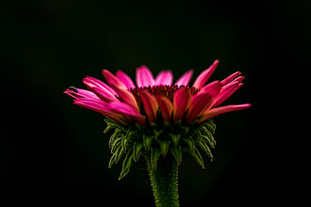 Flower, bud, close up, pink HD wallpaper