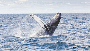 Humpback whale, Sea Animals HD wallpaper