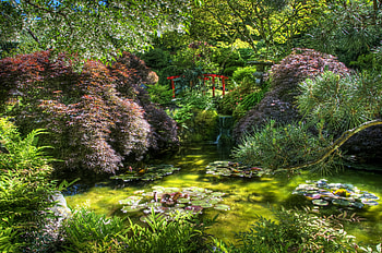 Nature, Water Lilies, Vegetation, Shadow, Bridge, Pond HD wallpaper