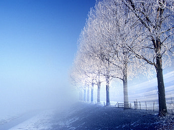 Landscape, Winter, Trees HD wallpaper