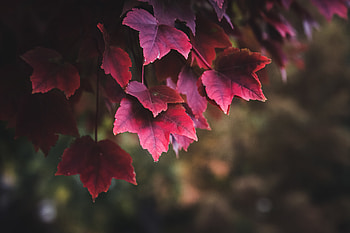 Nature, Leaves, Plant HD wallpaper