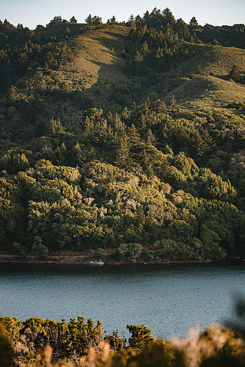 Nature, Trees, Bush, Slope, Hill HD phone wallpaper