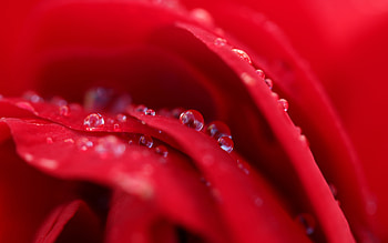Water Drops on Leaves, drops, leaf, water, flower HD wallpaper