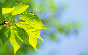Plants, Leaves HD wallpaper