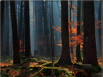 Winter forest with sunrays and red leaves, winter, sunrays, forest, red leaves HD wallpaper