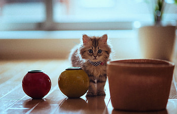 Animals, Sit, Cat, Fluffy, Pot, Parquet HD wallpaper
