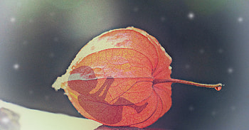 Flower, Miscellanea, Miscellaneous, Bud, Child, Fisalis, Physalis HD wallpaper