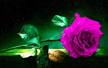 purple dreams, rose, purple, dreams, flower HD wallpaper