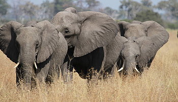 Safari Botsuana, Chobe Nationalpark, Consafarity, Breathtaking wildlife HD wallpaper
