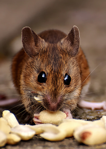 Vast collection of mouse , , Pexels stock HD phone wallpaper