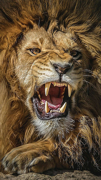 Roaring Lion, Lion Roaring Ultra HD phone wallpaper