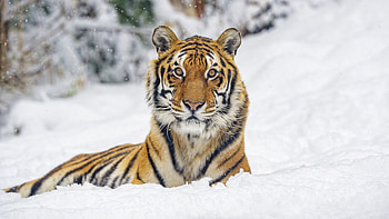 Tiger in Snow, animal, cat, tiger, snow HD wallpaper