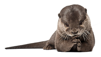 Animals, Beautiful, Animal, Otter, Wool, Fur HD wallpaper