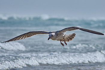 Seagull, bird, sea bird, flight HD wallpaper