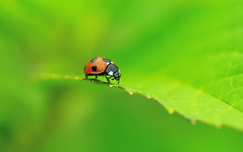 Macro, Sheet, Leaf, Form, Insect, Ladybug, Ladybird, Crawl HD wallpaper