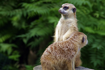 Animals, Grass, Couple, Pair, Meerkats HD wallpaper
