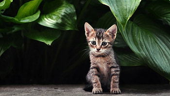 Kitten ID426865, , Kitten , Computer HD wallpaper