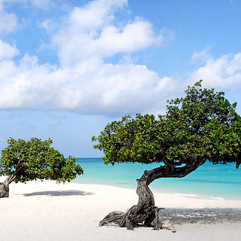 Aruba Island, Tropical , Paradise vibes, Island escapes HD phone wallpaper