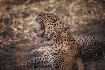 Animals, Leopard, Grin, Muzzle, Predator HD wallpaper