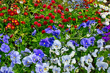 Spring Flowers, grass, nature, flowers, spring HD wallpaper