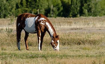 Animals, Food, Grass, Spotted, Spotty, Field, Stroll, Horse HD wallpaper