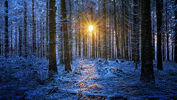 Winter surise at Bavarian Forest, trees, germany, morning, sun, snow HD wallpaper