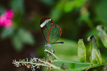 Vibrant macro of a Glasswing Butterfly (Greta oto) perched on a green leaf. HD wallpaper