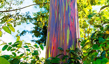 Rainbow eucalyptus, Pholder pics, Nature is lit HD wallpaper