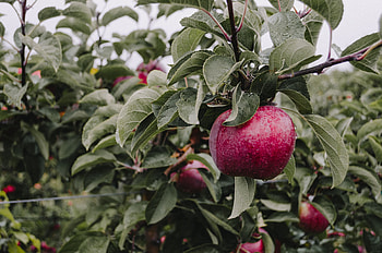 Food, Apple, Drops, Branch HD wallpaper