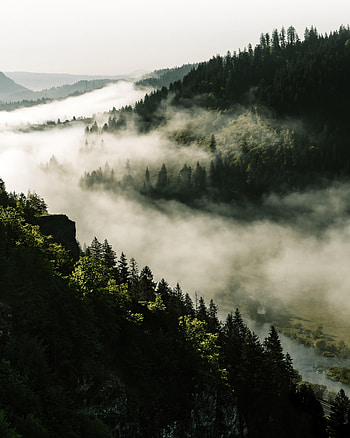 Nature, Trees, Forest, Fog, Hills HD phone wallpaper