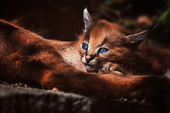 Caracal, Kitten, Forest HD wallpaper