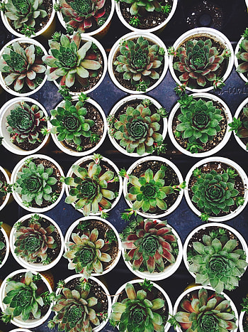 Flowers, Plant, Pots, Rejuvenated, It's Young. HD phone wallpaper
